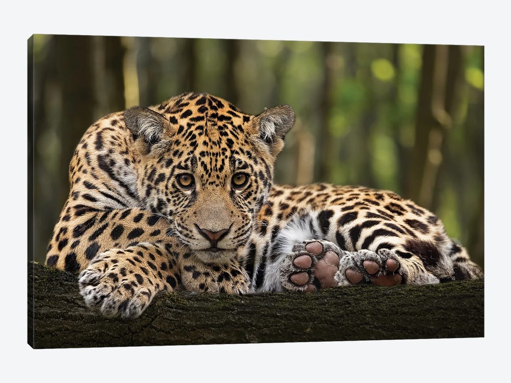 Jaguar - Relaxed by Patrick van Bakkum 1-piece Canvas Art