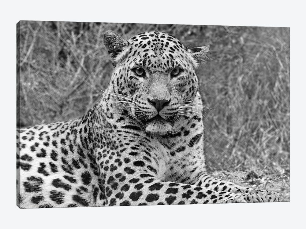 Leopard Having A Mean Look by Patrick van Bakkum 1-piece Canvas Print