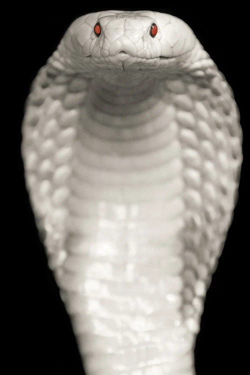 Cobra