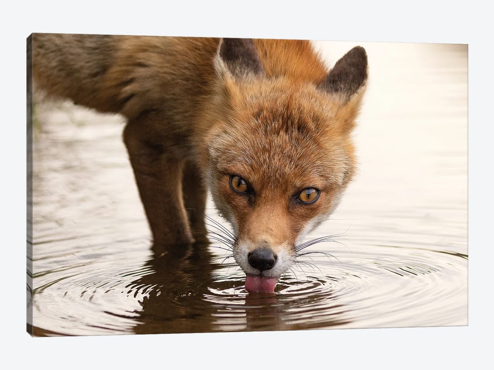 Fox - Thirsty by Patrick van Bakkum 1-piece Canvas Print