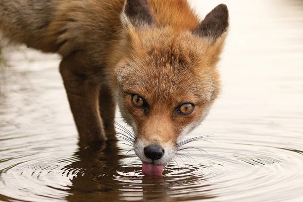 Fox - Thirsty