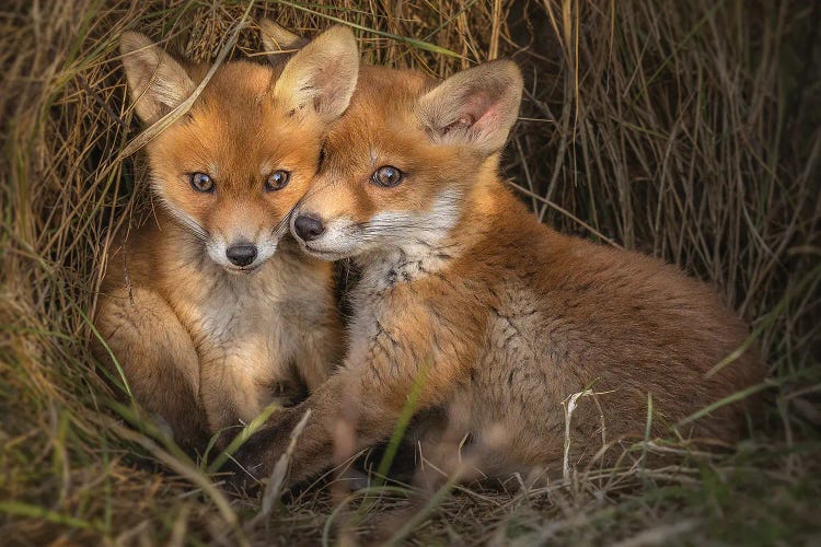 Fox - Brotherly Love by Patrick van Bakkum wall art