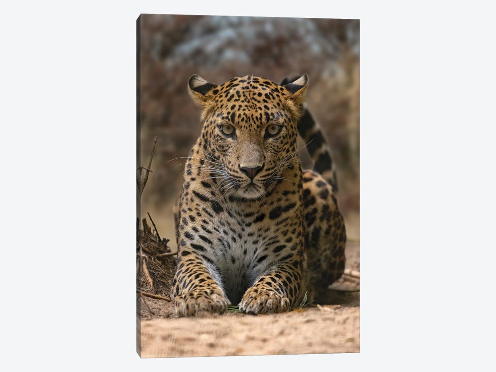 Leopard - Staring Contest by Patrick van Bakkum 1-piece Canvas Print
