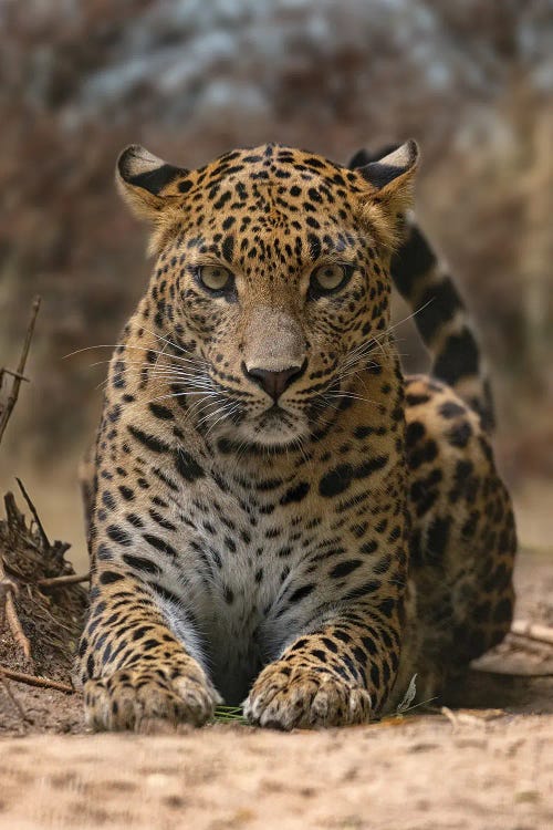 Leopard - Staring Contest