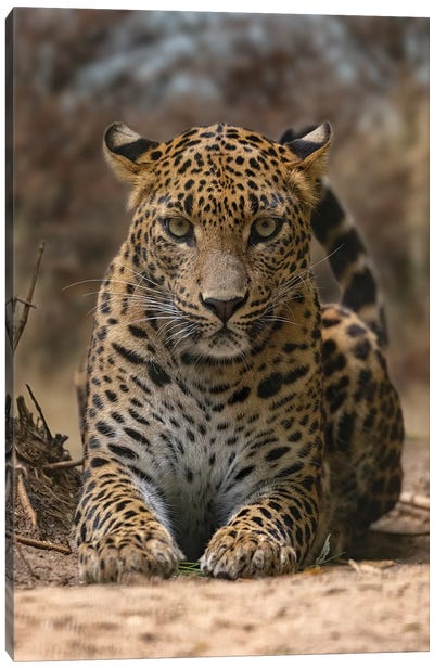 Leopard - Staring Contest Canvas Art Print - Patrick van Bakkum