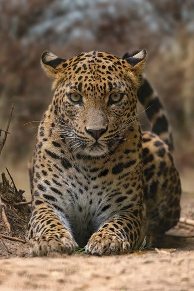 Leopards: Leopard - Staring Contest by Patrick van Bakkum