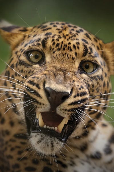 Leopard - In Your Face by Patrick van Bakkum art print