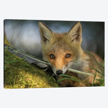 Young Fox With His Feather Canvas Print #PBK6} by Patrick van Bakkum Canvas Art