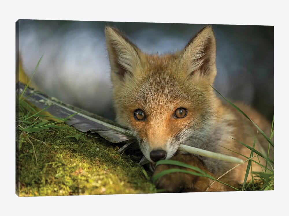 Young Fox With His Feather by Patrick van Bakkum 1-piece Canvas Art Print