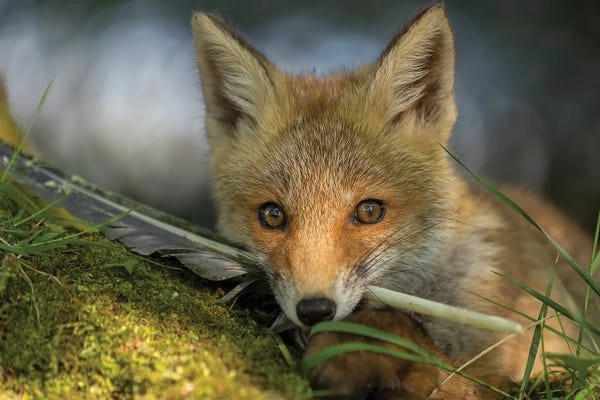 Young Fox With His Feather