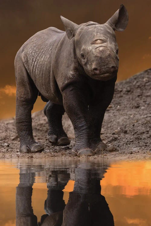 Young Rhino