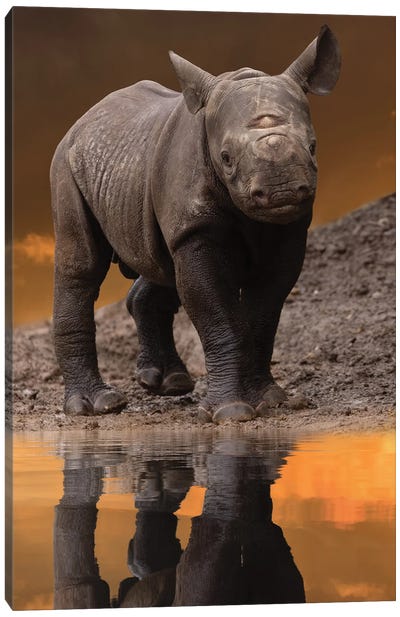 Young Rhino Canvas Art Print - Rhinoceros Art