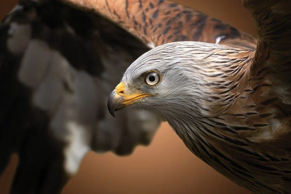 Bird Of Prey