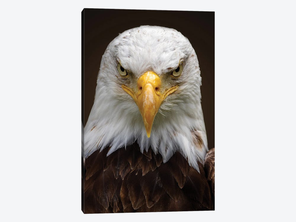 Eagle by Patrick van Bakkum 1-piece Art Print