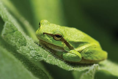 Green Frog by Patrick van Bakkum gallery poster