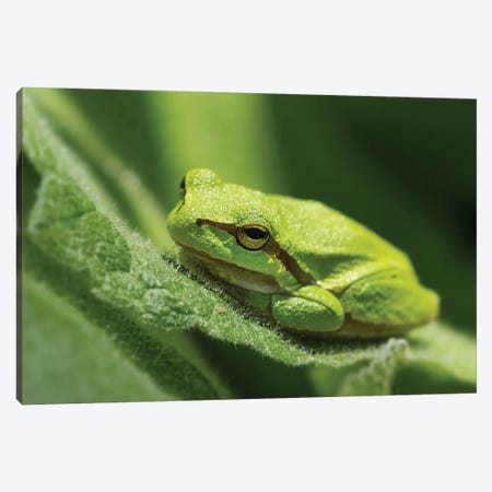 Green Frog Canvas Print #PBK75} by Patrick van Bakkum Canvas Art Print