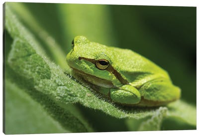Green Frog Canvas Art Print - Patrick van Bakkum