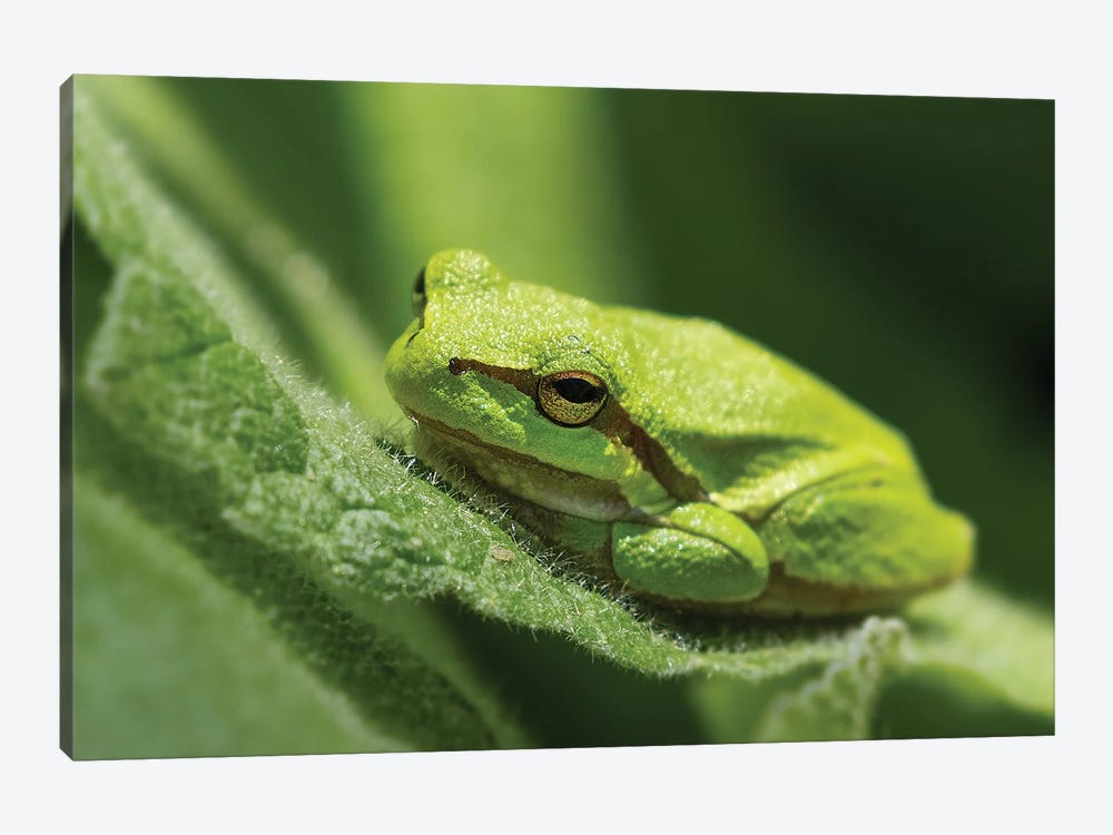 Green Frog by Patrick van Bakkum 1-piece Art Print