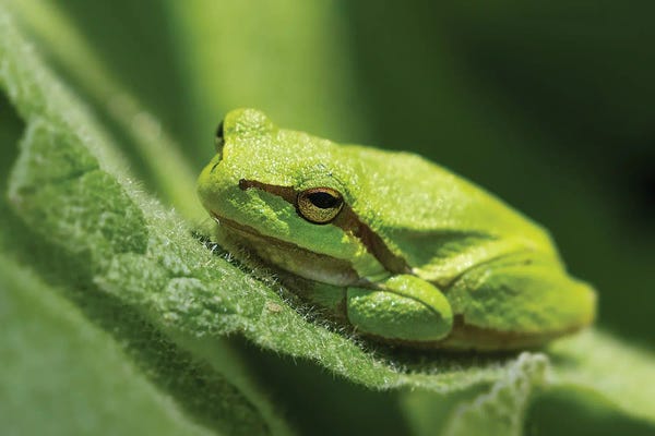 Patrick van Bakkum: Green Frog by Patrick van Bakkum