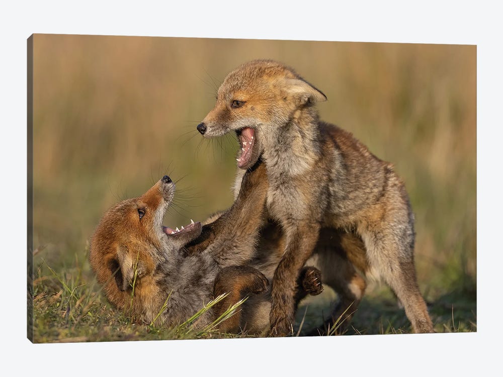 Young Foxes Playing by Patrick van Bakkum 1-piece Canvas Wall Art