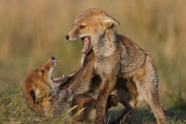 Young Foxes Playing