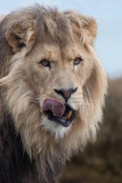 Lion - Just Had My Snack