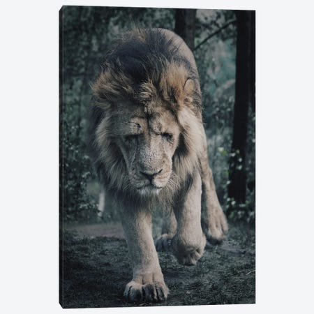Sad Lion Canvas Print #PBK80} by Patrick van Bakkum Canvas Print