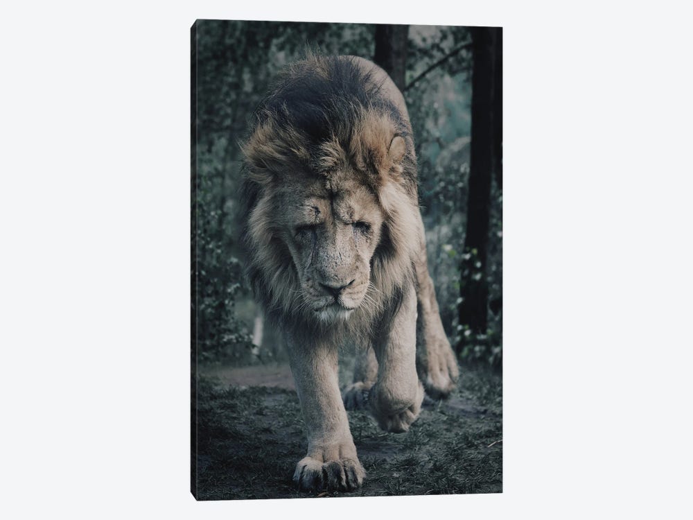 Sad Lion by Patrick van Bakkum 1-piece Canvas Print