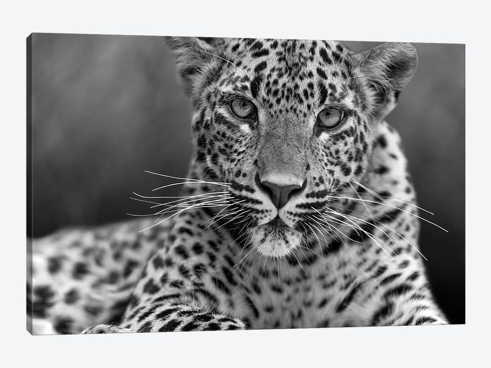 Leopard II by Patrick van Bakkum 1-piece Art Print