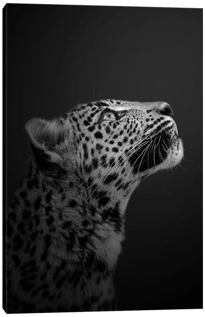 Leopard - Is There More Than Just Us Canvas Art Print - Patrick van Bakkum