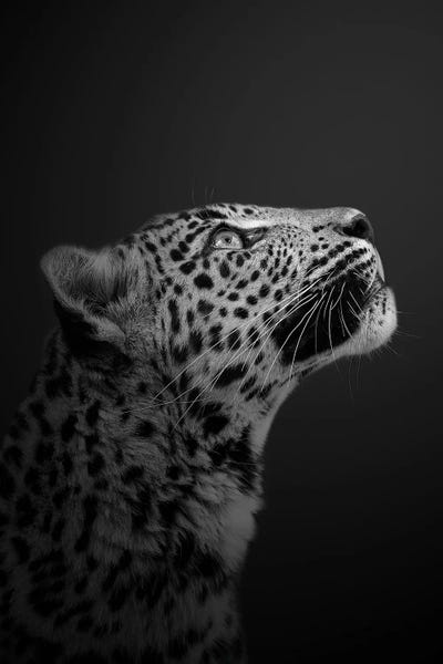 Leopards: Leopard - Is There More Than Just Us by Patrick van Bakkum