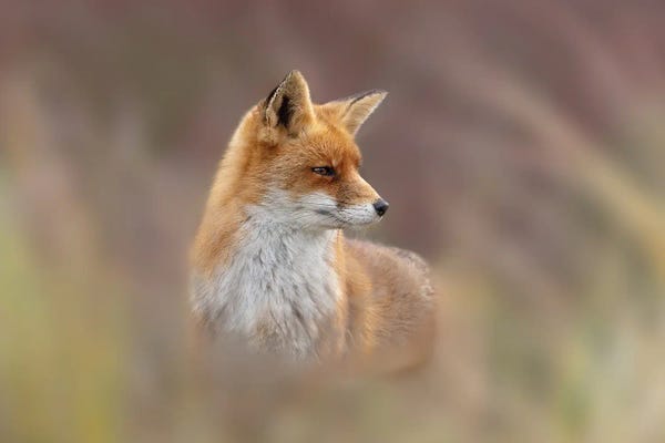 Dreamy Fox