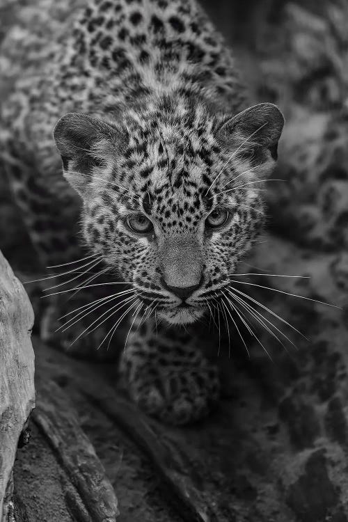 Young Leopard (Bw)