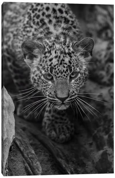 Young Leopard (Bw) Canvas Art Print - Patrick van Bakkum