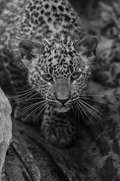 Leopards: Young Leopard (Bw) by Patrick van Bakkum