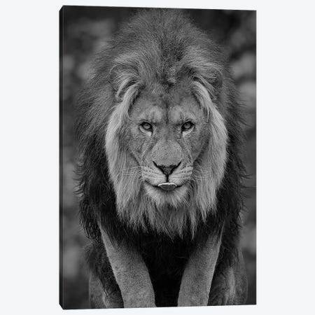 Lion Sticking His Tongue Out Canvas Print #PBK87} by Patrick van Bakkum Canvas Artwork