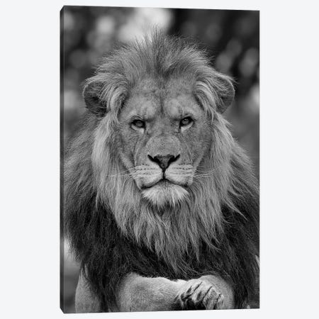 Lion - Posing As A True King Canvas Print #PBK88} by Patrick van Bakkum Art Print