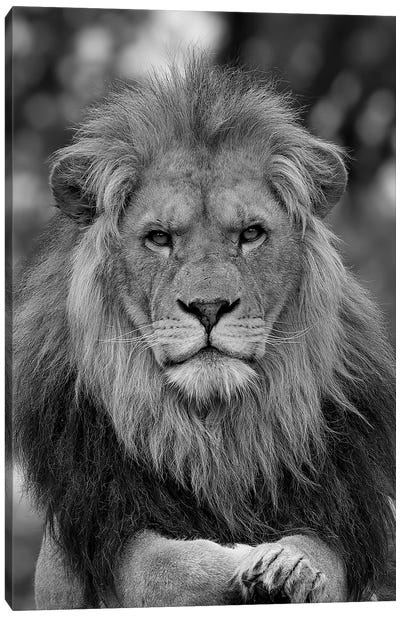 Lion - Posing As A True King Canvas Art Print - Patrick van Bakkum