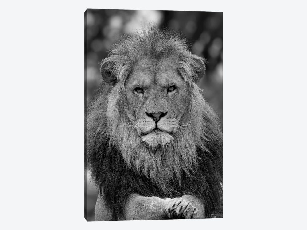 Lion - Posing As A True King by Patrick van Bakkum 1-piece Art Print