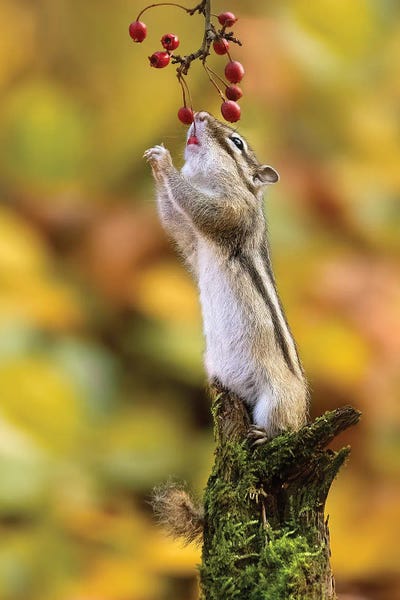 Photogenic Animals: Can I Reach It by Patrick van Bakkum