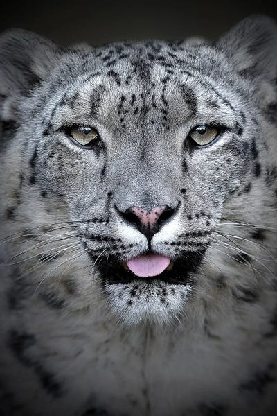 Snow Leopard by Patrick van Bakkum acrylic art print