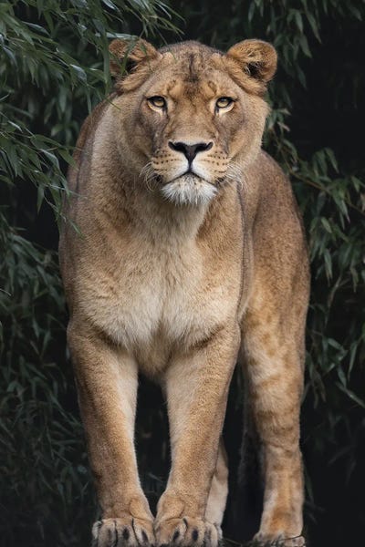 The Lady Behind The King