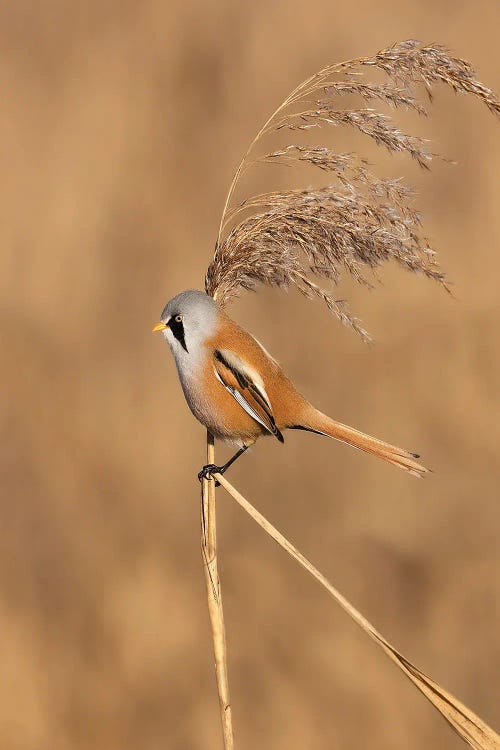 Bearded Reedling by Patrick van Bakkum wall art