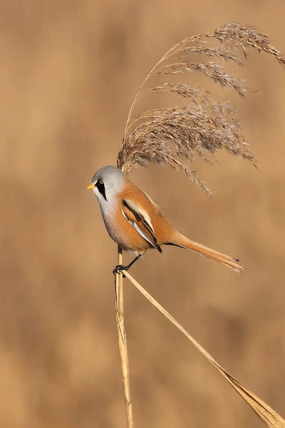 Bearded Reedling