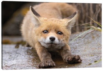 Fox - Good Morning Canvas Art Print - Photogenic Animals