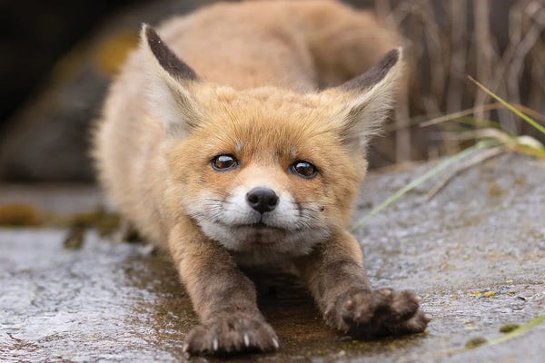 Photogenic Animals: Fox - Good Morning by Patrick van Bakkum