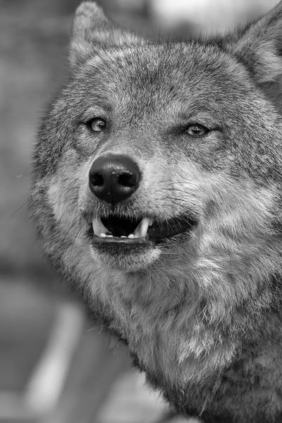 Wolves: Mean Face by Patrick van Bakkum