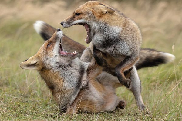 Foxes: Having An Argument by Patrick van Bakkum