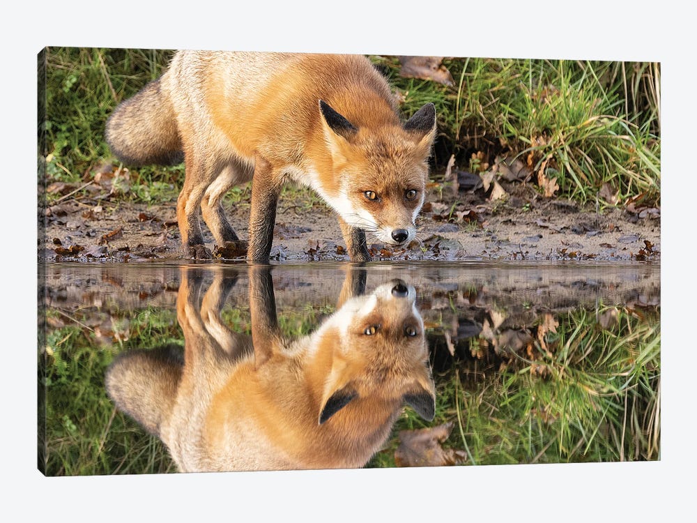 Fox Reflection by Patrick van Bakkum 1-piece Canvas Print