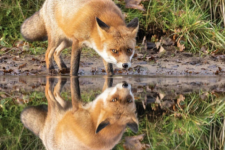 Fox Reflection by Patrick van Bakkum wall art